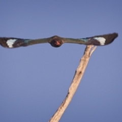 Eurystomus orientalis at Forde, ACT - 5 Jan 2019 07:01 AM