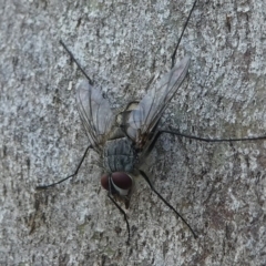 Senostoma sp. (genus) (A parasitoid tachinid fly) at Gibraltar Pines - 29 Dec 2018 by HarveyPerkins