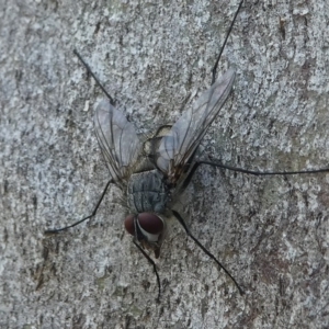 Senostoma sp. (genus) at Paddys River, ACT - 29 Dec 2018