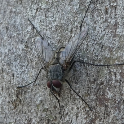 Senostoma sp. (genus) (A parasitoid tachinid fly) at Gibraltar Pines - 29 Dec 2018 by HarveyPerkins