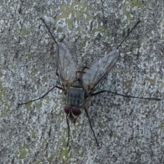 Senostoma sp. (genus) at Paddys River, ACT - 29 Dec 2018