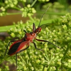 Gminatus australis (Orange assassin bug) at Kambah, ACT - 27 Dec 2018 by HarveyPerkins