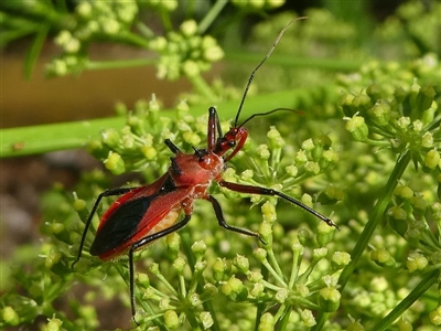 Gminatus australis (Orange assassin bug) at Kambah, ACT - 27 Dec 2018 by HarveyPerkins