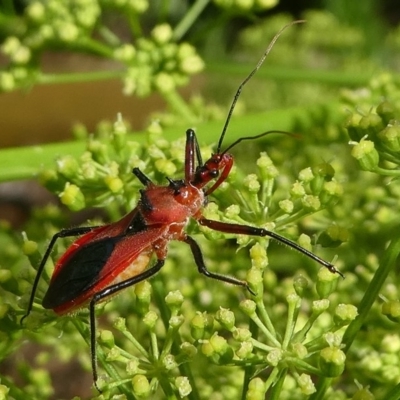 Gminatus australis (Orange assassin bug) at Kambah, ACT - 27 Dec 2018 by HarveyPerkins