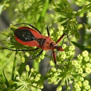 Gminatus australis at Kambah, ACT - 28 Dec 2018