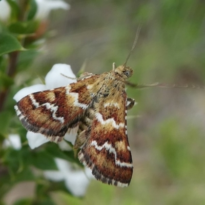Oenogenes fugalis (A Pyralid moth) at Gibraltar Pines - 9 Dec 2018 by HarveyPerkins