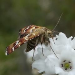 Oenogenes fugalis at Paddys River, ACT - 9 Dec 2018 01:19 PM