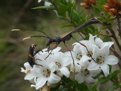 Enchoptera apicalis (Longhorn beetle) at Paddys River, ACT - 9 Dec 2018 by HarveyPerkins