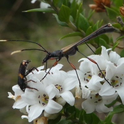 Enchoptera apicalis (Longhorn beetle) at Gibraltar Pines - 9 Dec 2018 by HarveyPerkins