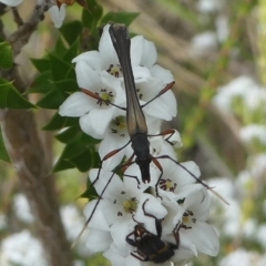 Enchoptera apicalis at Paddys River, ACT - 9 Dec 2018 12:43 PM