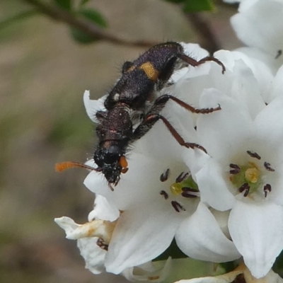 Eleale pulchra (Clerid beetle) at Paddys River, ACT - 9 Dec 2018 by HarveyPerkins