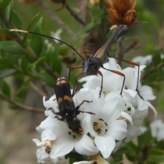 Eleale pulchra at Paddys River, ACT - 9 Dec 2018