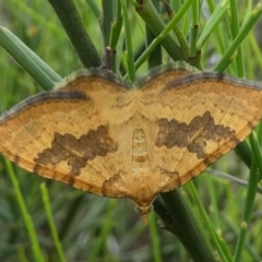 Chrysolarentia correlata (Yellow Carpet) at Gibraltar Pines - 9 Dec 2018 by HarveyPerkins