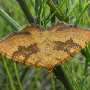 Chrysolarentia correlata at Paddys River, ACT - 9 Dec 2018