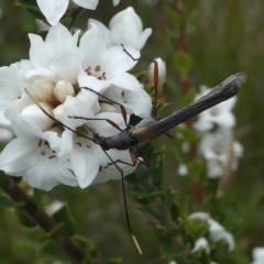 Enchoptera apicalis (Longhorn beetle) at Gibraltar Pines - 9 Dec 2018 by HarveyPerkins