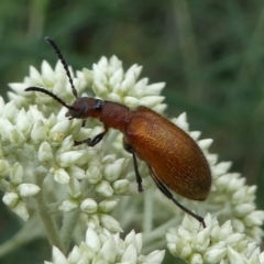 Ecnolagria grandis (Honeybrown beetle) at Paddys River, ACT - 9 Dec 2018 by HarveyPerkins