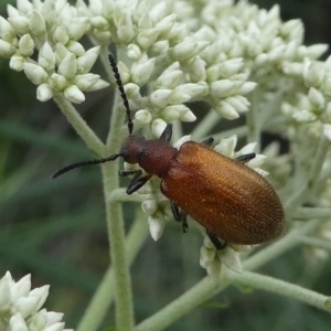 Ecnolagria grandis at Paddys River, ACT - 9 Dec 2018