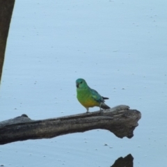 Psephotus haematonotus (Red-rumped Parrot) at Jerrabomberra Wetlands - 4 Jan 2019 by Valerate