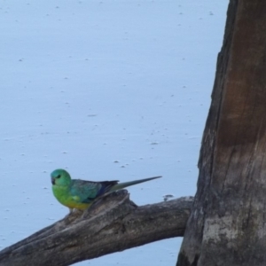 Psephotus haematonotus at Fyshwick, ACT - 5 Jan 2019