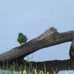 Psephotus haematonotus at Fyshwick, ACT - 5 Jan 2019