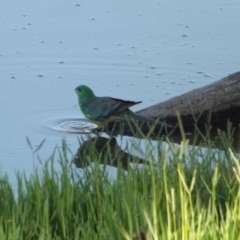 Psephotus haematonotus at Fyshwick, ACT - 5 Jan 2019