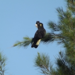 Zanda funerea (Yellow-tailed Black-Cockatoo) at Fyshwick, ACT - 5 Jan 2019 by Valerate