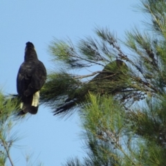 Zanda funerea at Fyshwick, ACT - 5 Jan 2019