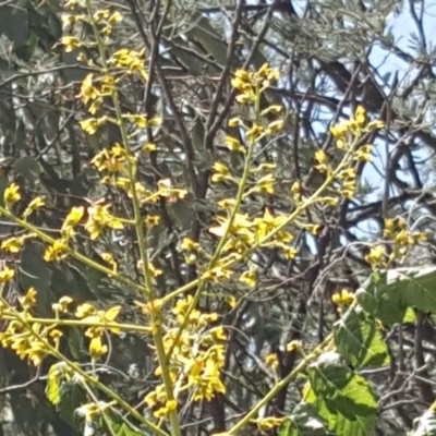 Koelreuteria paniculata (Golden Rain Tree) at Isaacs, ACT - 5 Jan 2019 by Mike