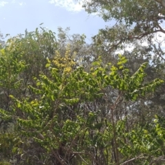 Koelreuteria paniculata at Isaacs Ridge - 5 Jan 2019 11:56 AM