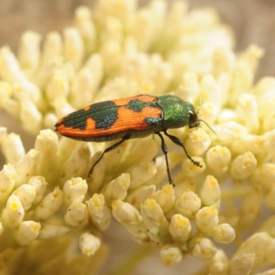 Castiarina hilaris (A jewel beetle) at Kambah, ACT - 1 Jan 2019 by RohanT