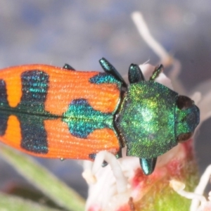 Castiarina hilaris at Kambah, ACT - 1 Jan 2019