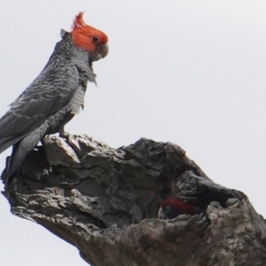 Callocephalon fimbriatum at Deakin, ACT - 5 Jan 2019