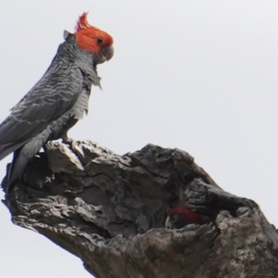 Callocephalon fimbriatum (Gang-gang Cockatoo) at GG139 - 5 Jan 2019 by JackyF