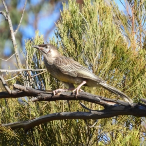 Anthochaera carunculata at Kambah, ACT - 1 Jan 2019