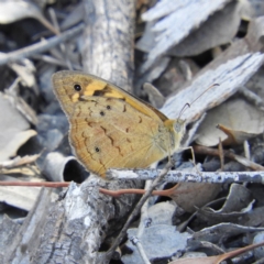 Heteronympha merope (Common Brown Butterfly) at Kambah, ACT - 1 Jan 2019 by MatthewFrawley