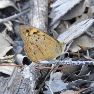 Heteronympha merope at Kambah, ACT - 1 Jan 2019