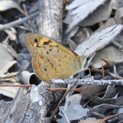 Heteronympha merope (Common Brown Butterfly) at Kambah, ACT - 1 Jan 2019 by MatthewFrawley
