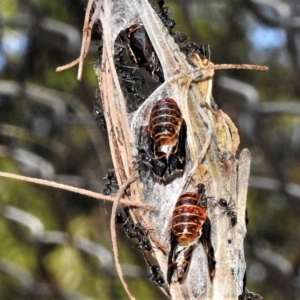 Jalmenus evagoras at Paddys River, ACT - 4 Jan 2019 12:41 PM