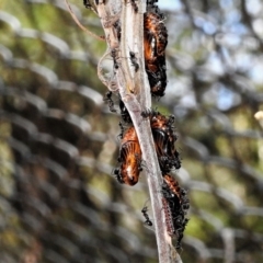 Jalmenus evagoras at Paddys River, ACT - 4 Jan 2019 12:41 PM