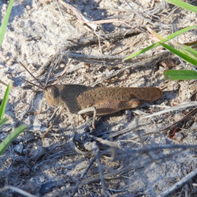 Goniaea australasiae (Gumleaf grasshopper) at Kambah, ACT - 1 Jan 2019 by MatthewFrawley