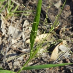 Panicum effusum (Hairy Panic Grass) at Kambah, ACT - 1 Jan 2019 by MatthewFrawley