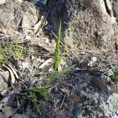 Panicum effusum at Kambah, ACT - 1 Jan 2019 06:11 PM