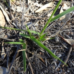 Panicum effusum at Kambah, ACT - 1 Jan 2019 06:11 PM