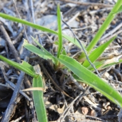 Panicum effusum at Kambah, ACT - 1 Jan 2019 06:11 PM