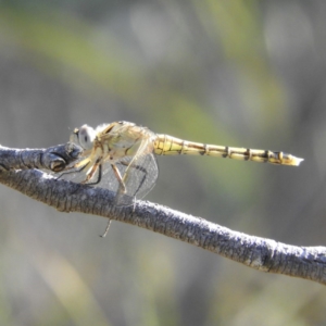 Orthetrum caledonicum at Kambah, ACT - 1 Jan 2019