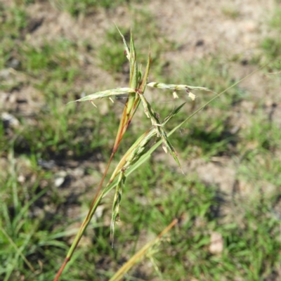 Cymbopogon refractus (Barbed-wire Grass) at Mount Taylor - 1 Jan 2019 by MatthewFrawley