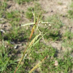 Cymbopogon refractus (Barbed-wire Grass) at Kambah, ACT - 1 Jan 2019 by MatthewFrawley