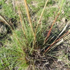 Cymbopogon refractus at Kambah, ACT - 1 Jan 2019