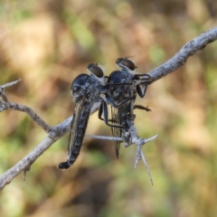 Ommatius sp. (genus) (Robber fly) at Kambah, ACT - 1 Jan 2019 by MatthewFrawley
