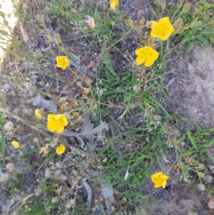 Hypericum gramineum at Tombong, NSW - 2 Jan 2019